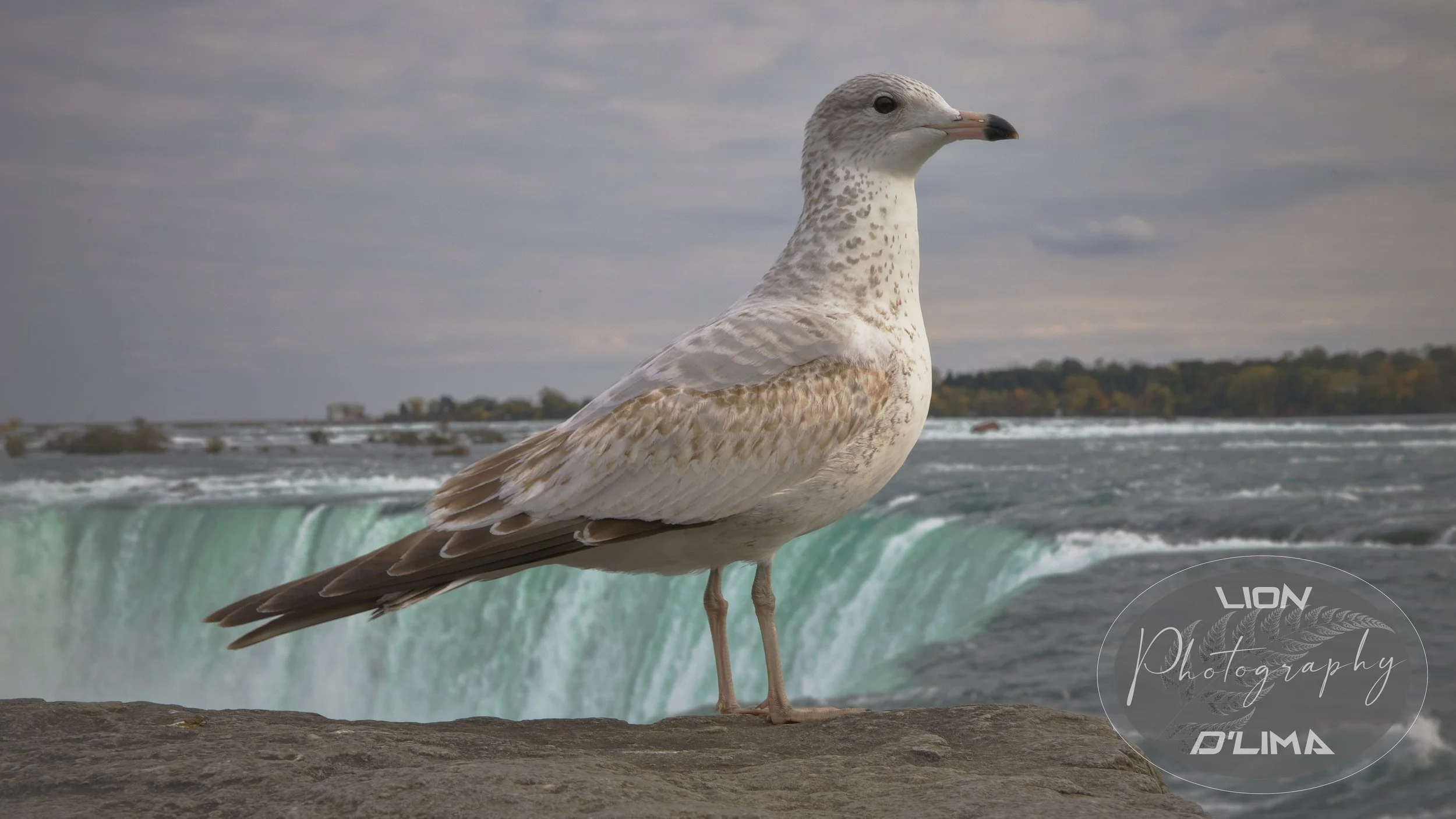 Niagara Falls Resident