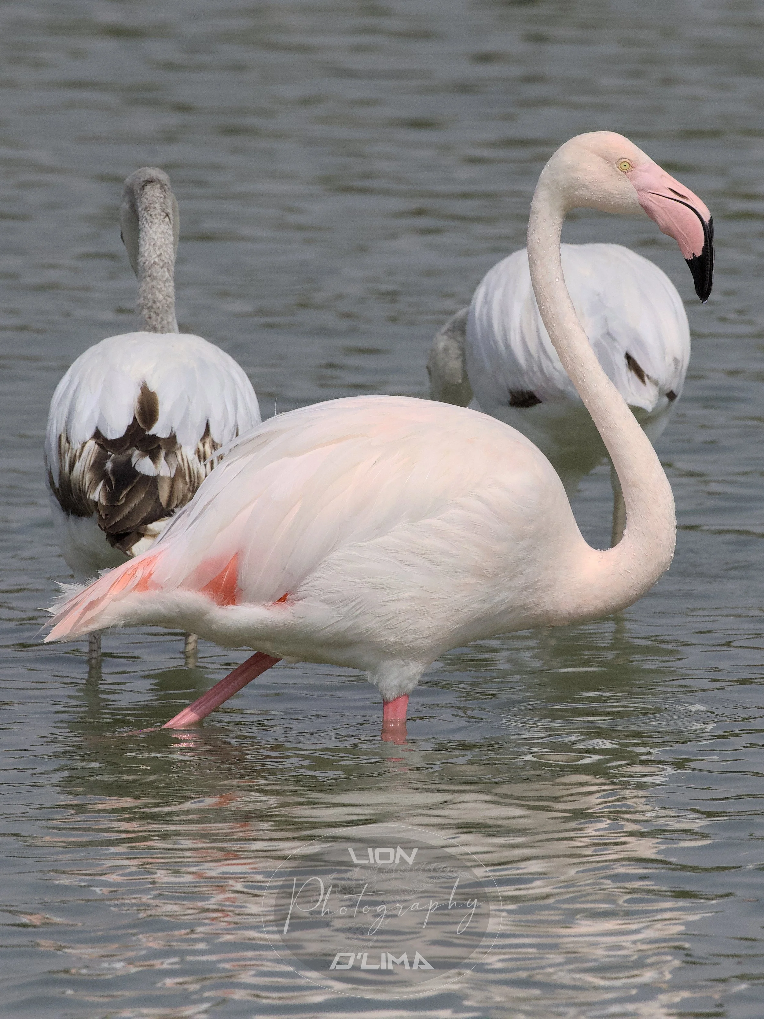 Beautiful Pink Greater Flamingo - Flamingo Lake - UAE