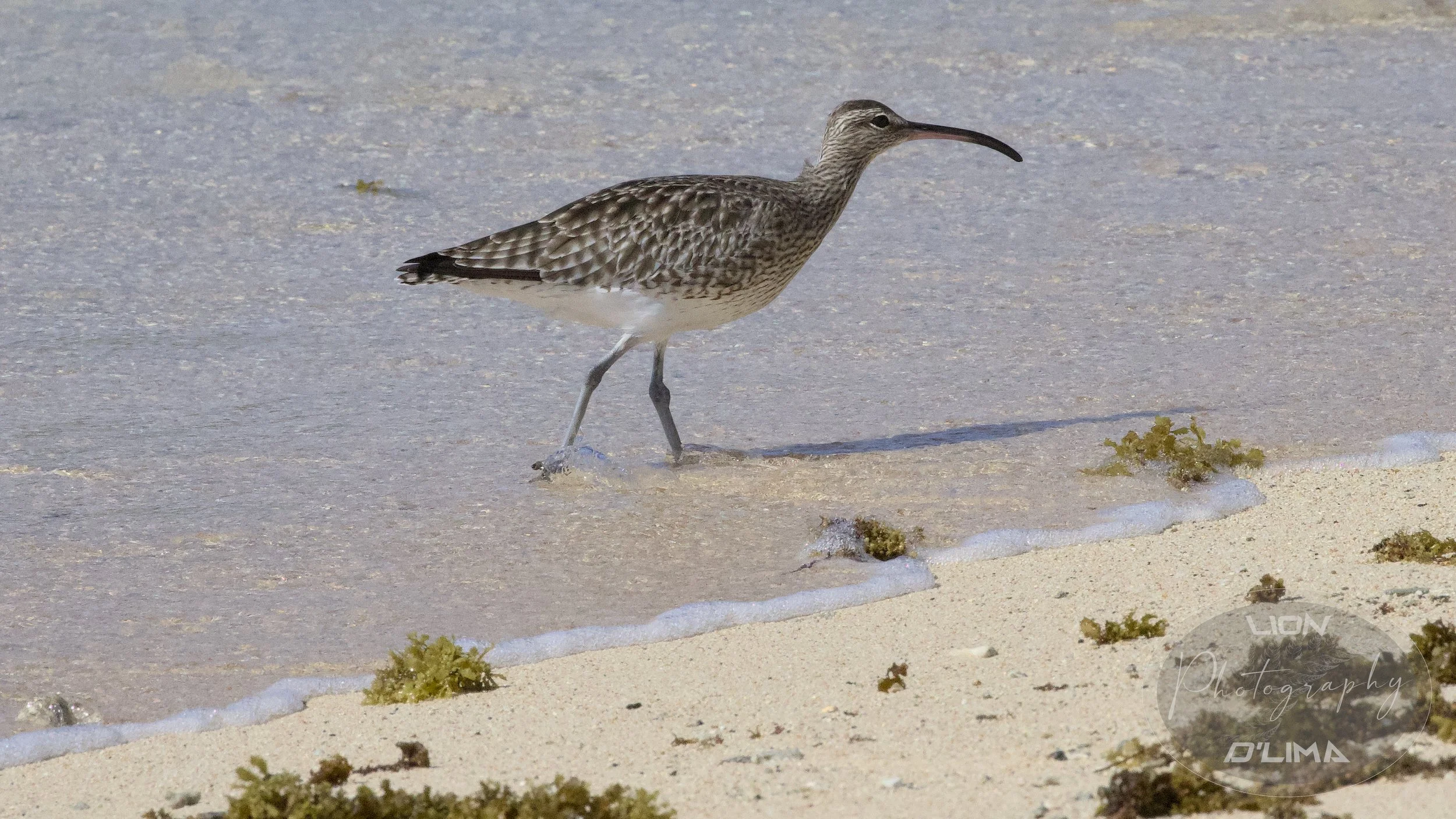 A pretty Eurasian Whimbrel wading through the shore water of the Indian Ocean - Mauritius