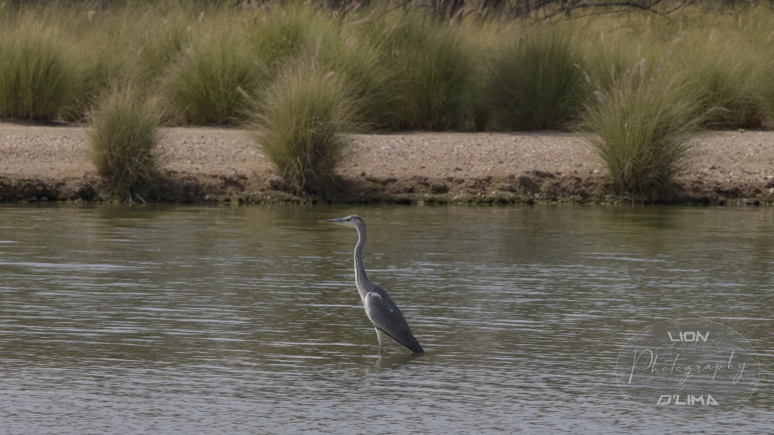 Slender Grey Heron at Love Lake - UAE