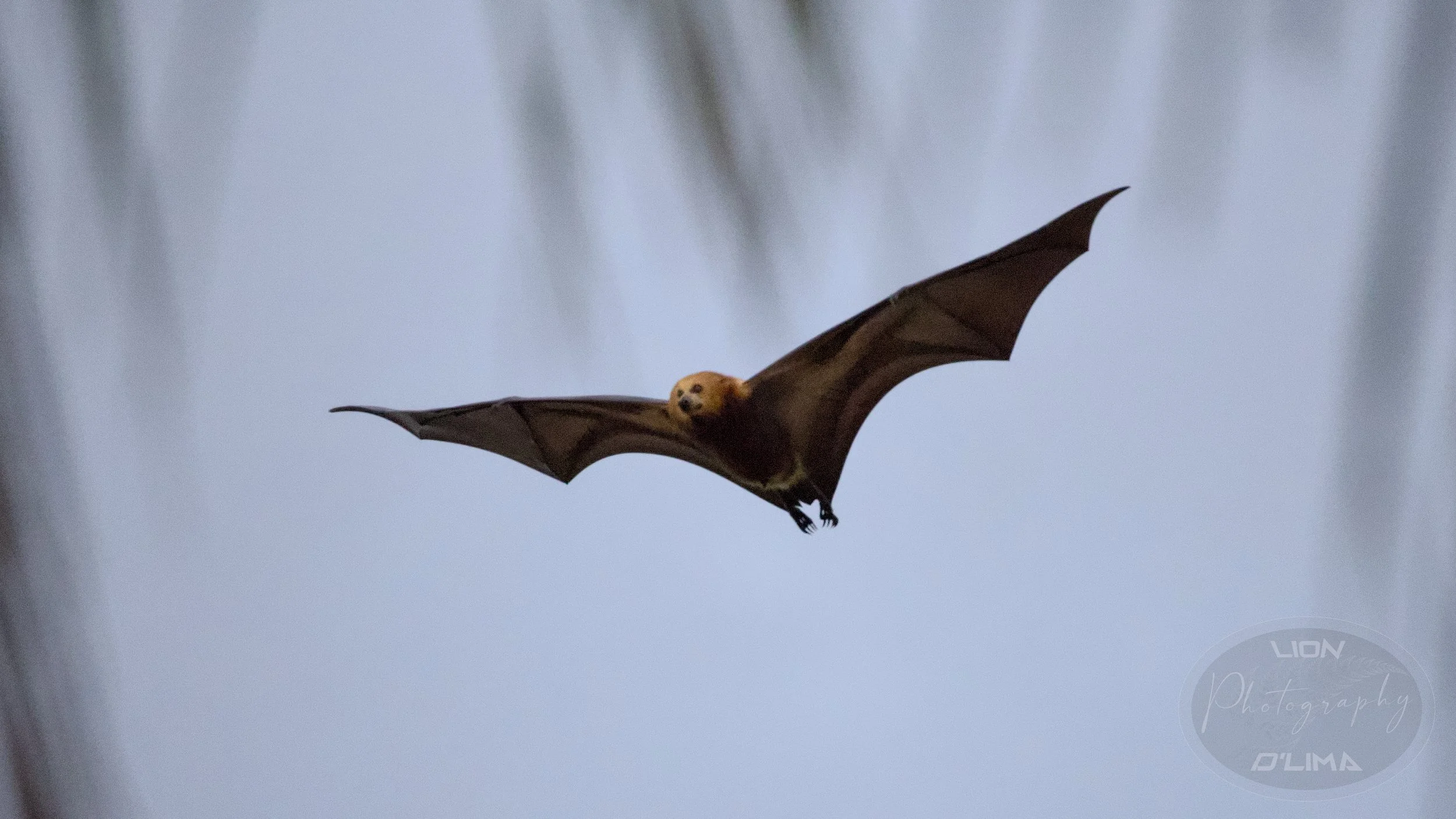 What an amazing species to watch and photograph - Mauritian Flying Fox - Mauritius