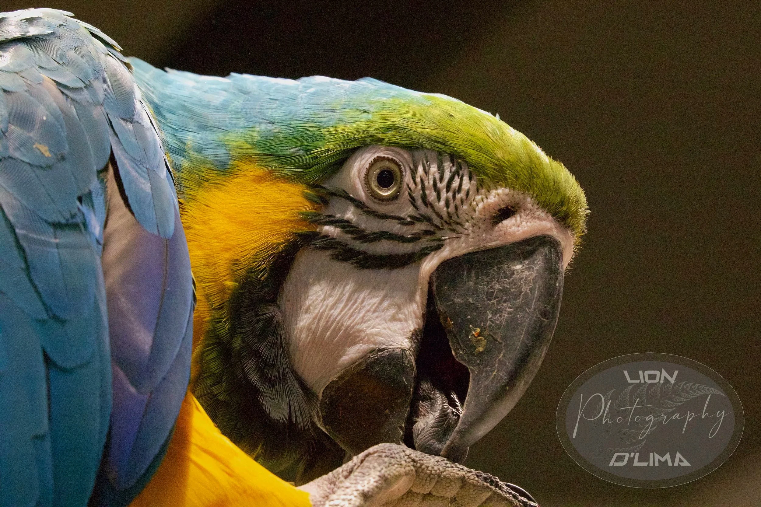 World Wildlife Photography