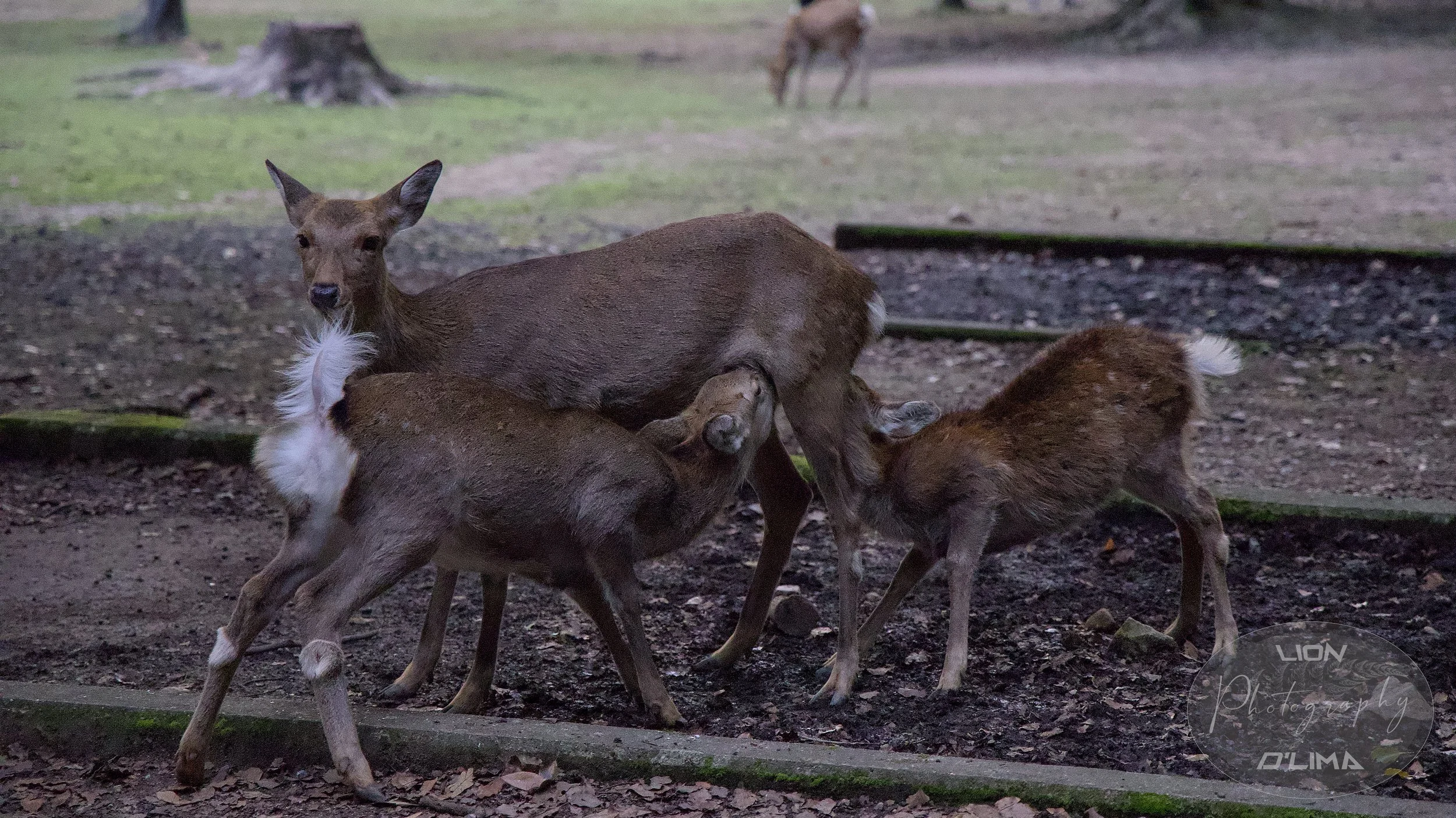 Young Sika Deer suckling milk from their mother at Nara Park