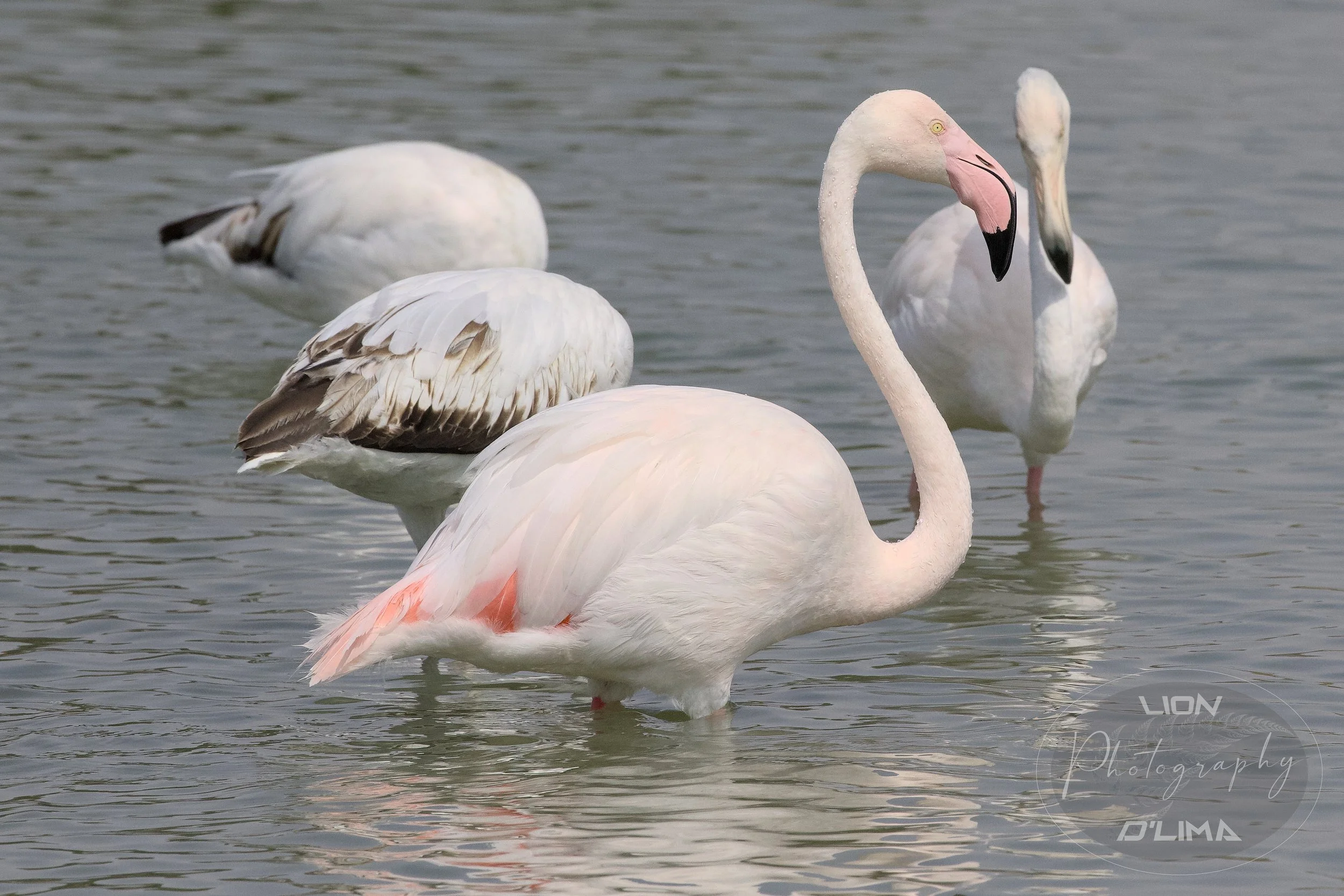 Greater Flamingos at Al Qudra - Flamingo Lake - UAE