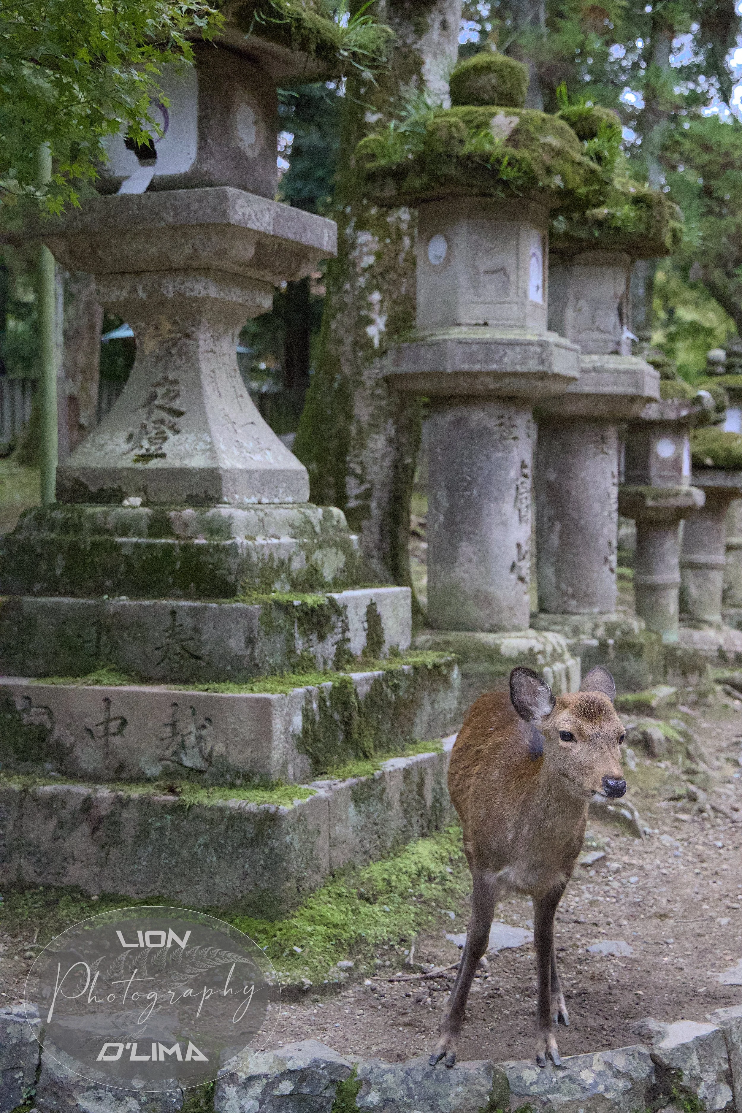 Sika Deer protecting the precious monuments at Nara Park