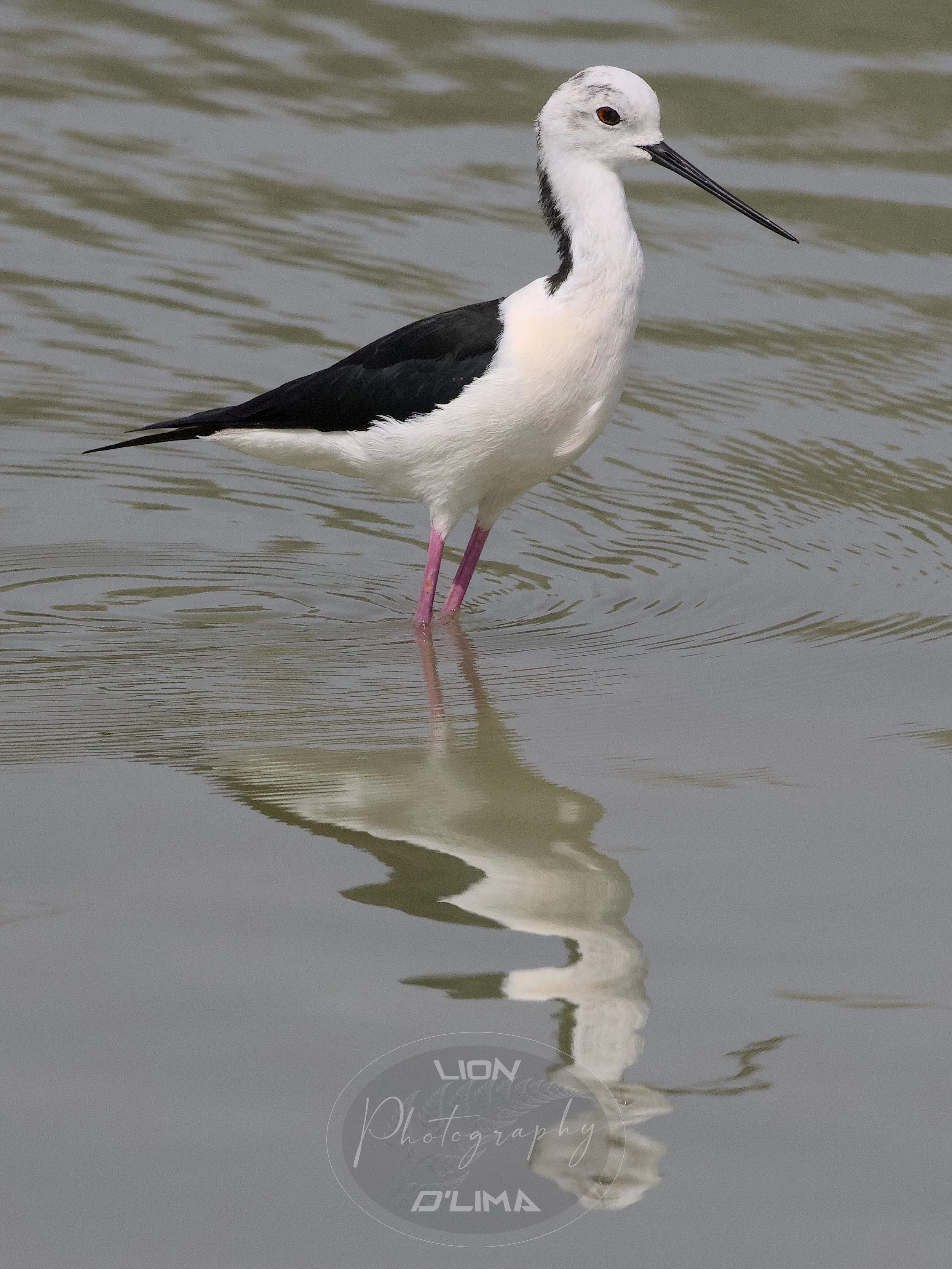 Unique Black-winged Stilt with reflection - Flamingo Lake - Al Qudra - UAE