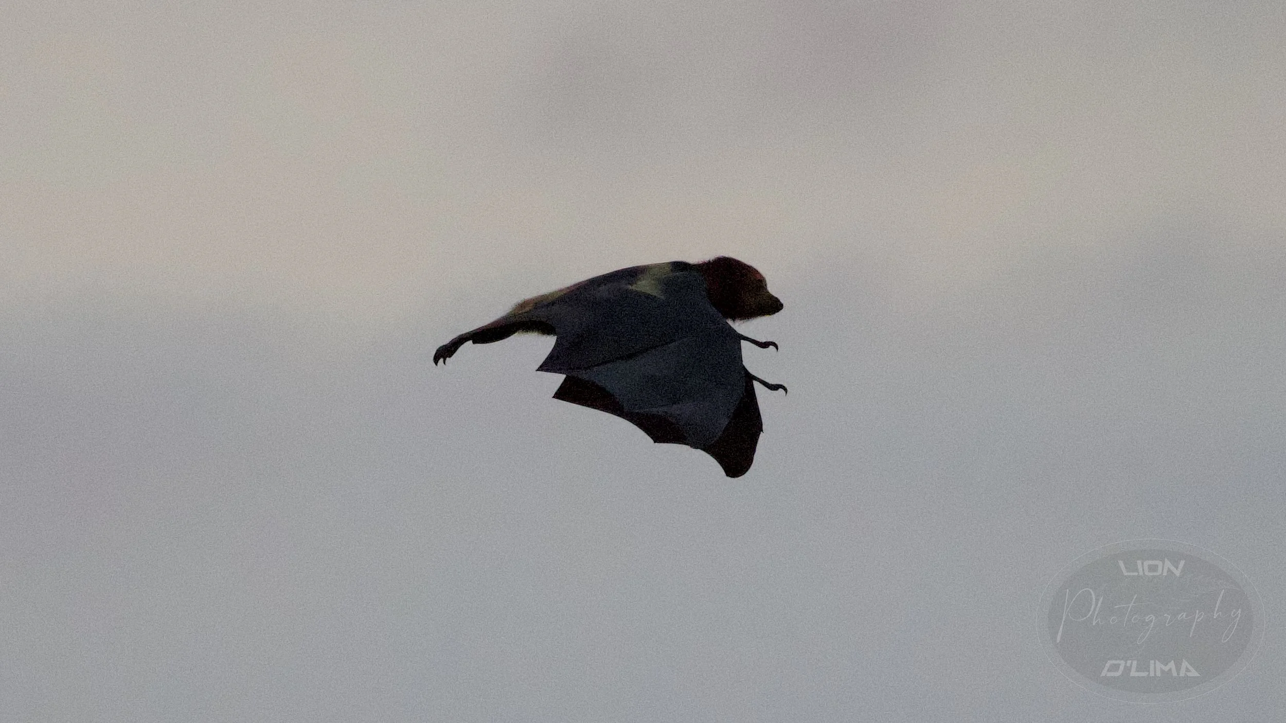Side on view of a Mauritian Flying Fox Bat close to dusk - Mauritius