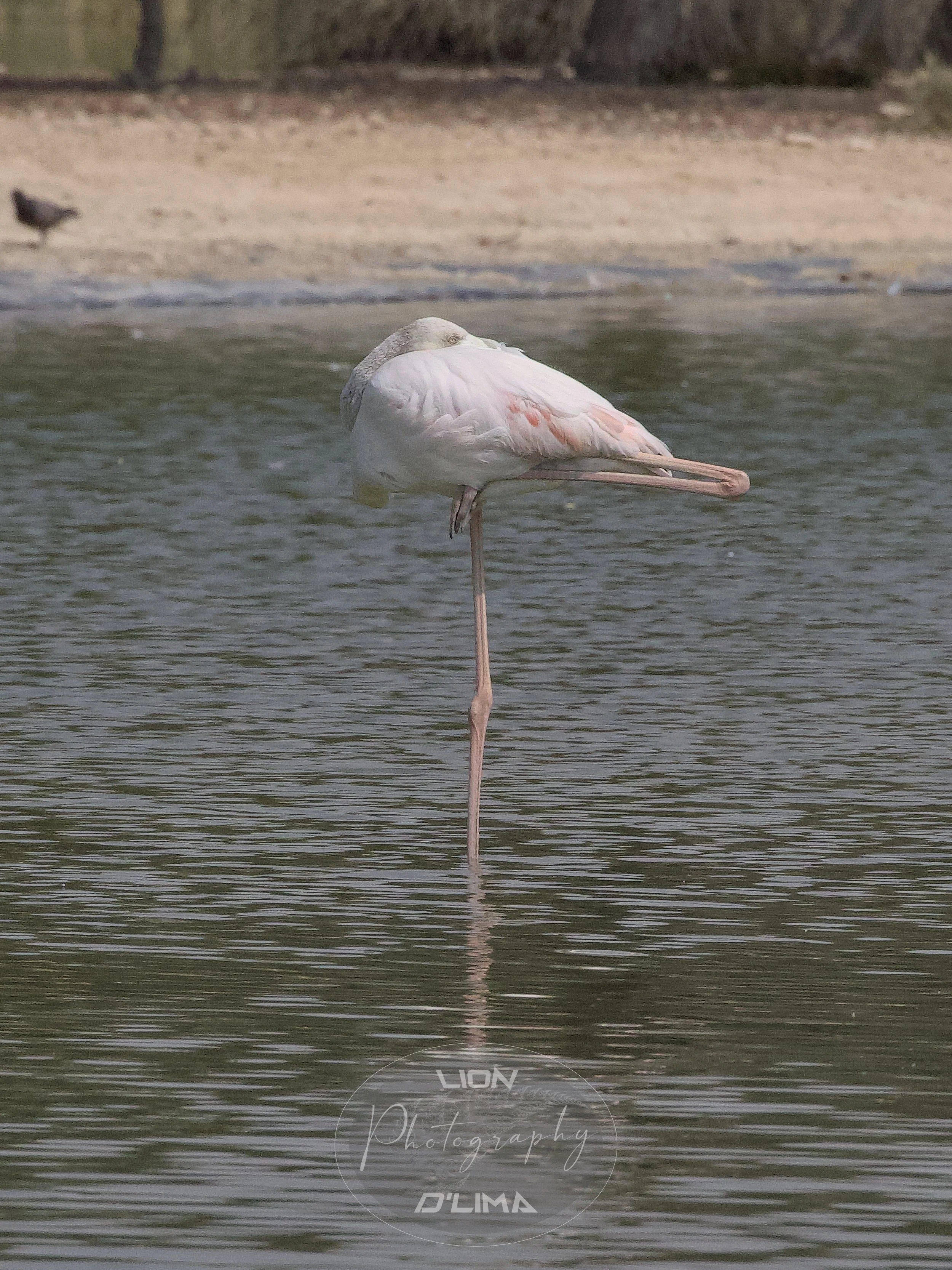 Beautifully Balanced  Greater Flamingo - Flamingo Lake - UAE