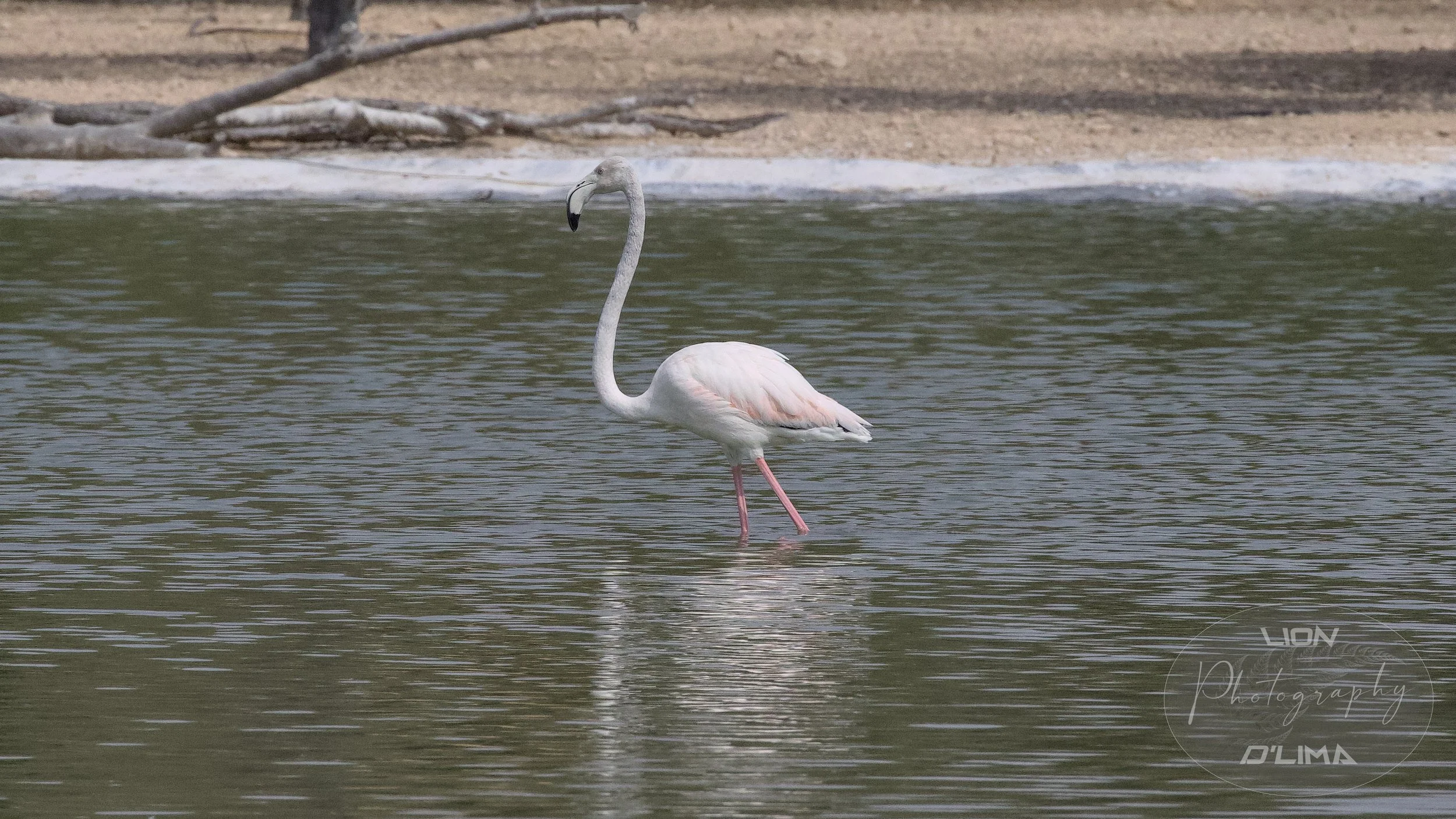 Wading Greater Flamingo - Flamingo Lake - UAE