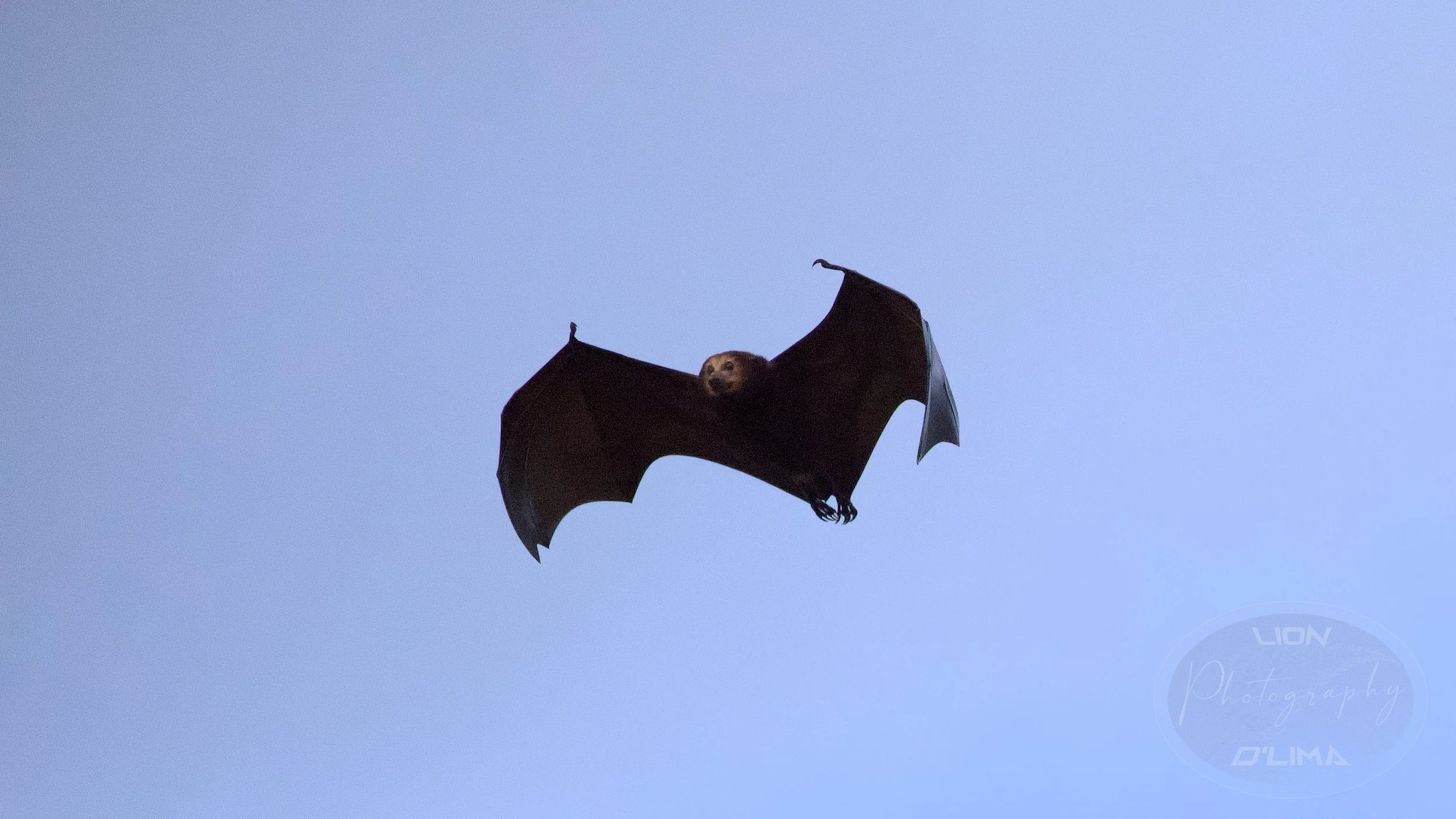 The Batman photo - Mauritian Flying Fox