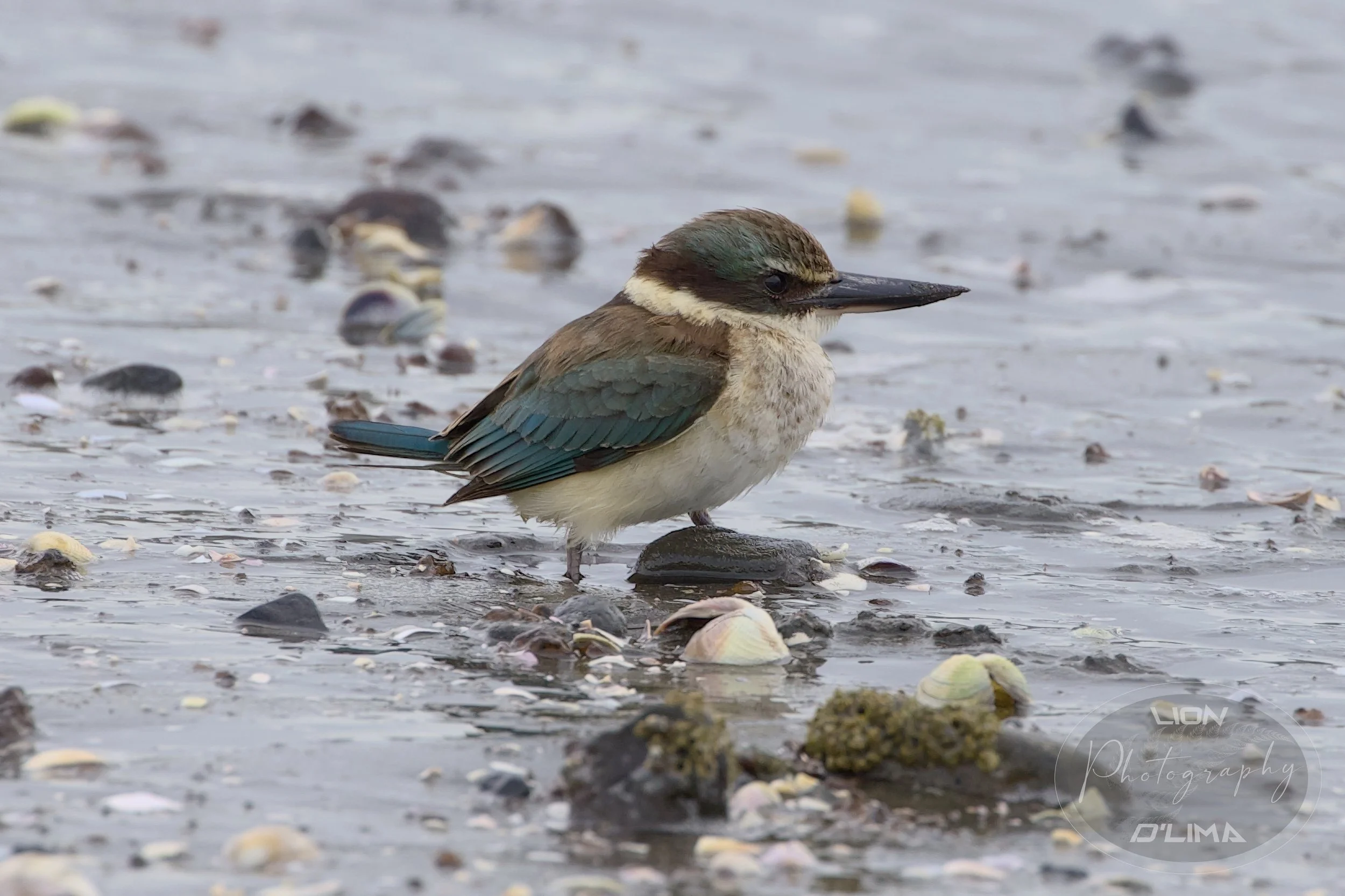 New Zealand Kingfisher at Raglan - New Zealand