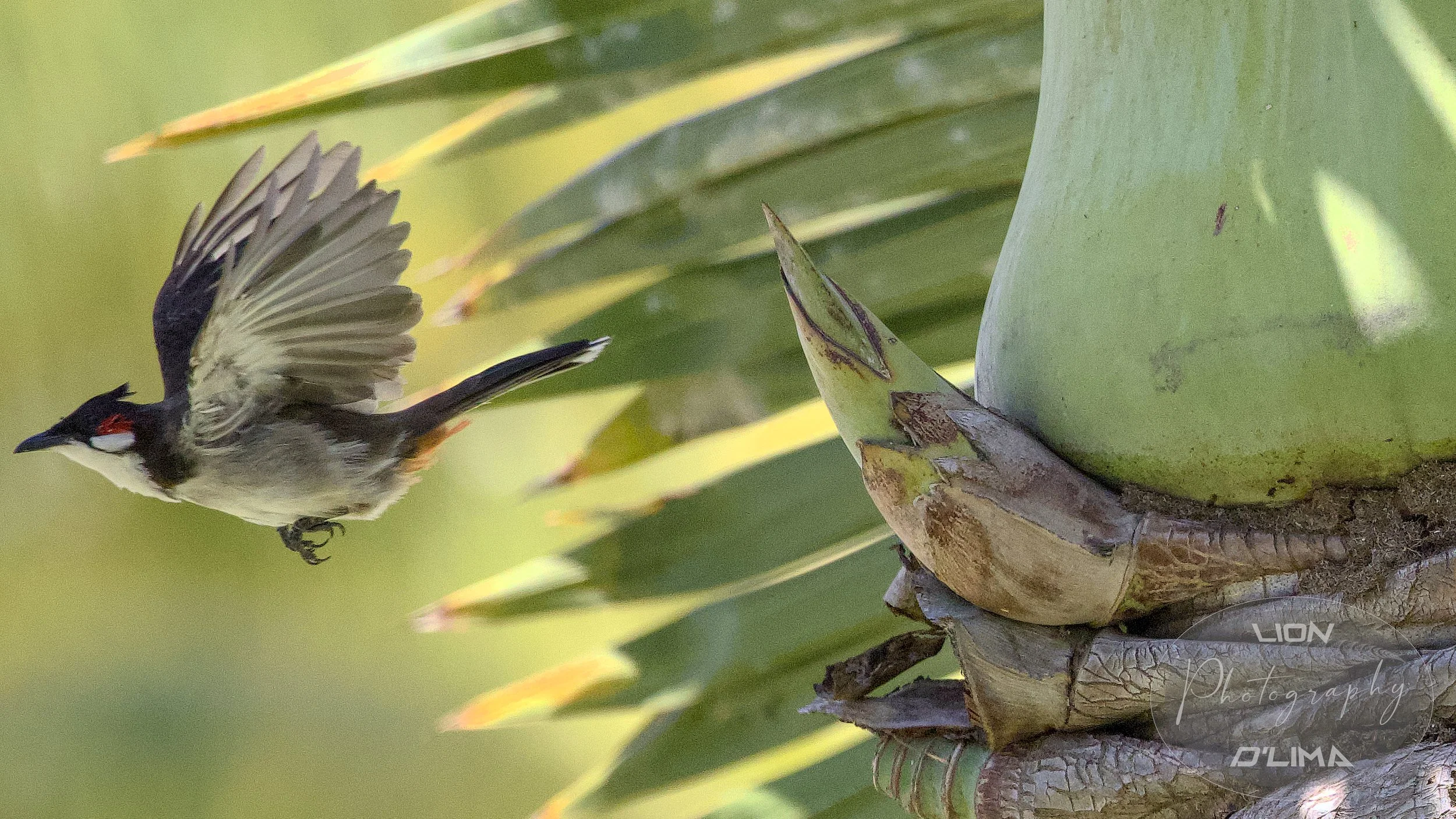 Red-whiskered Bulbul