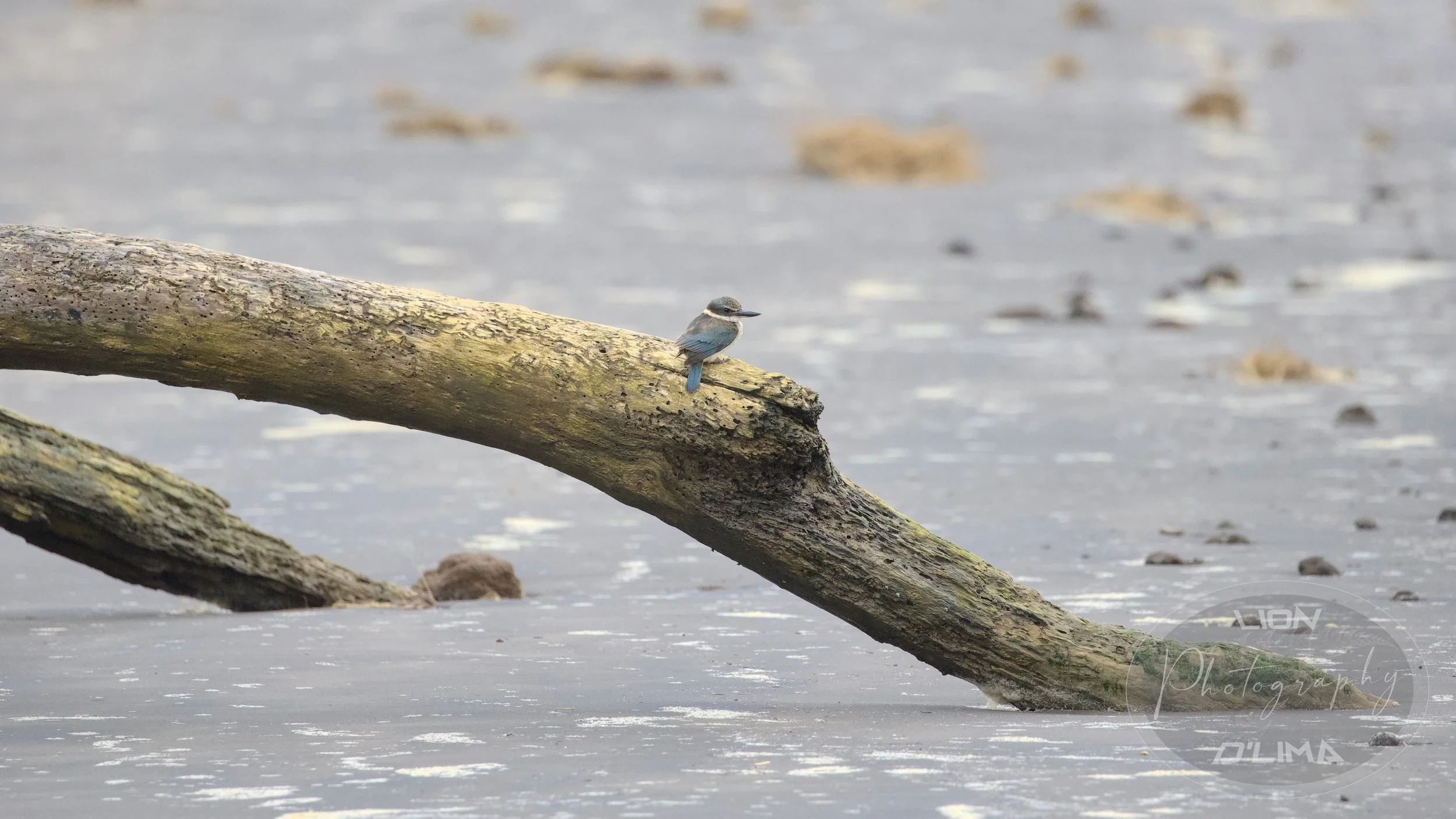 Kingfisher perched on a branch of driftwood at Wainamu Beach Raglan - New Zealand