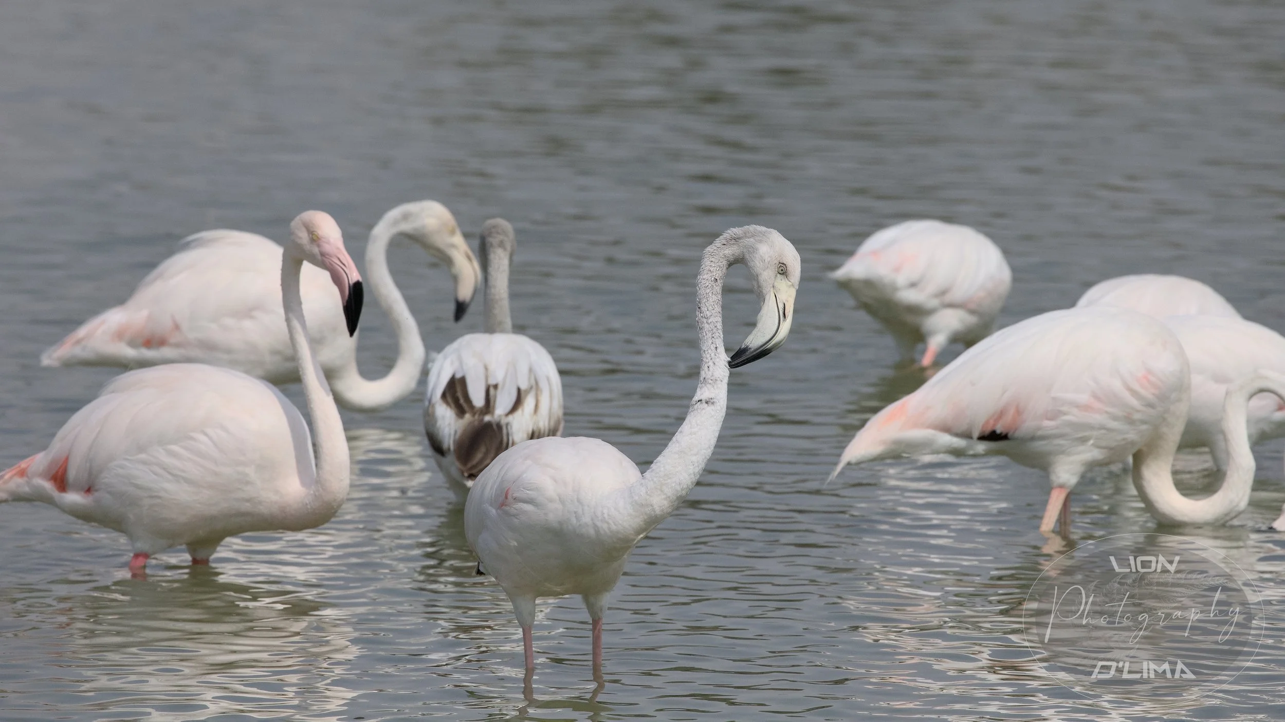 Greater Flamingos at Al Qudra - UAE