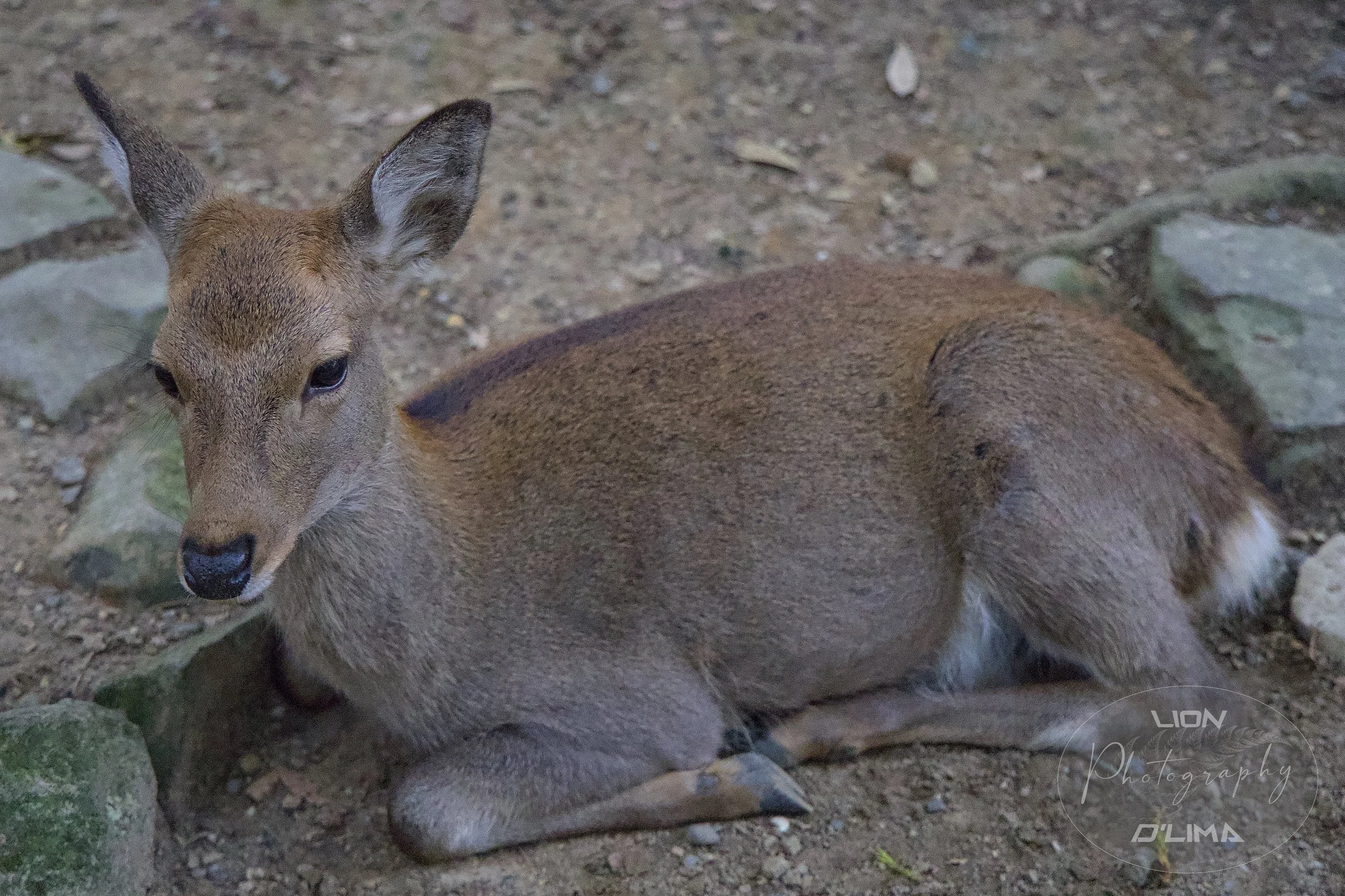 Young Sika Fawn relaxing at Nara