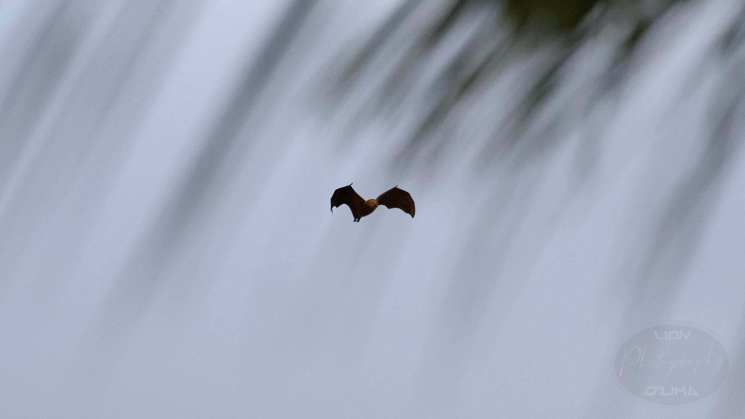 Mauritian Flying Fox Bat through the palms - Mauritius