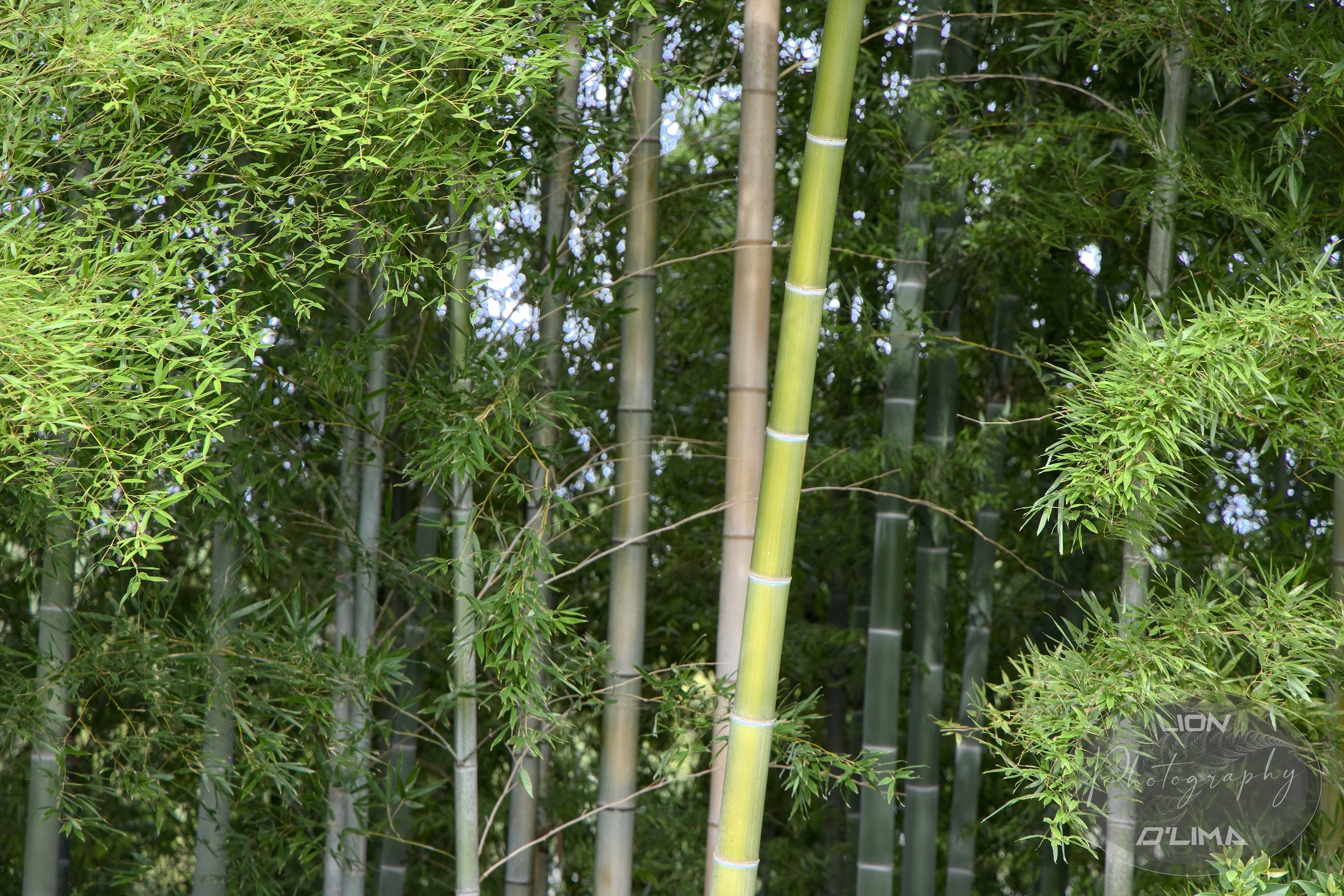 Lovely Japanese Bamboo Forest near Narita