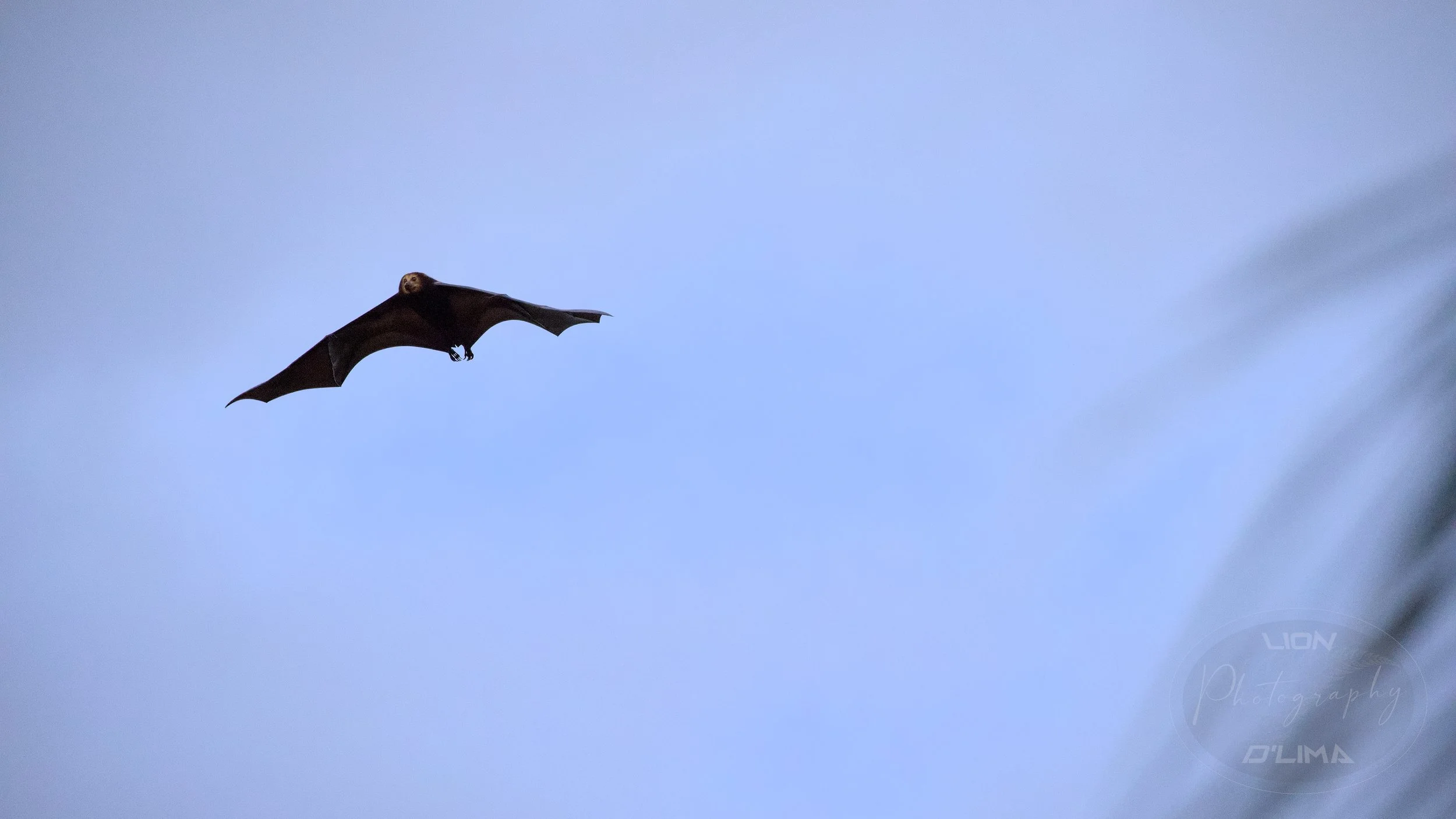 Mauritian Flying Fox Bat - Mauritius
