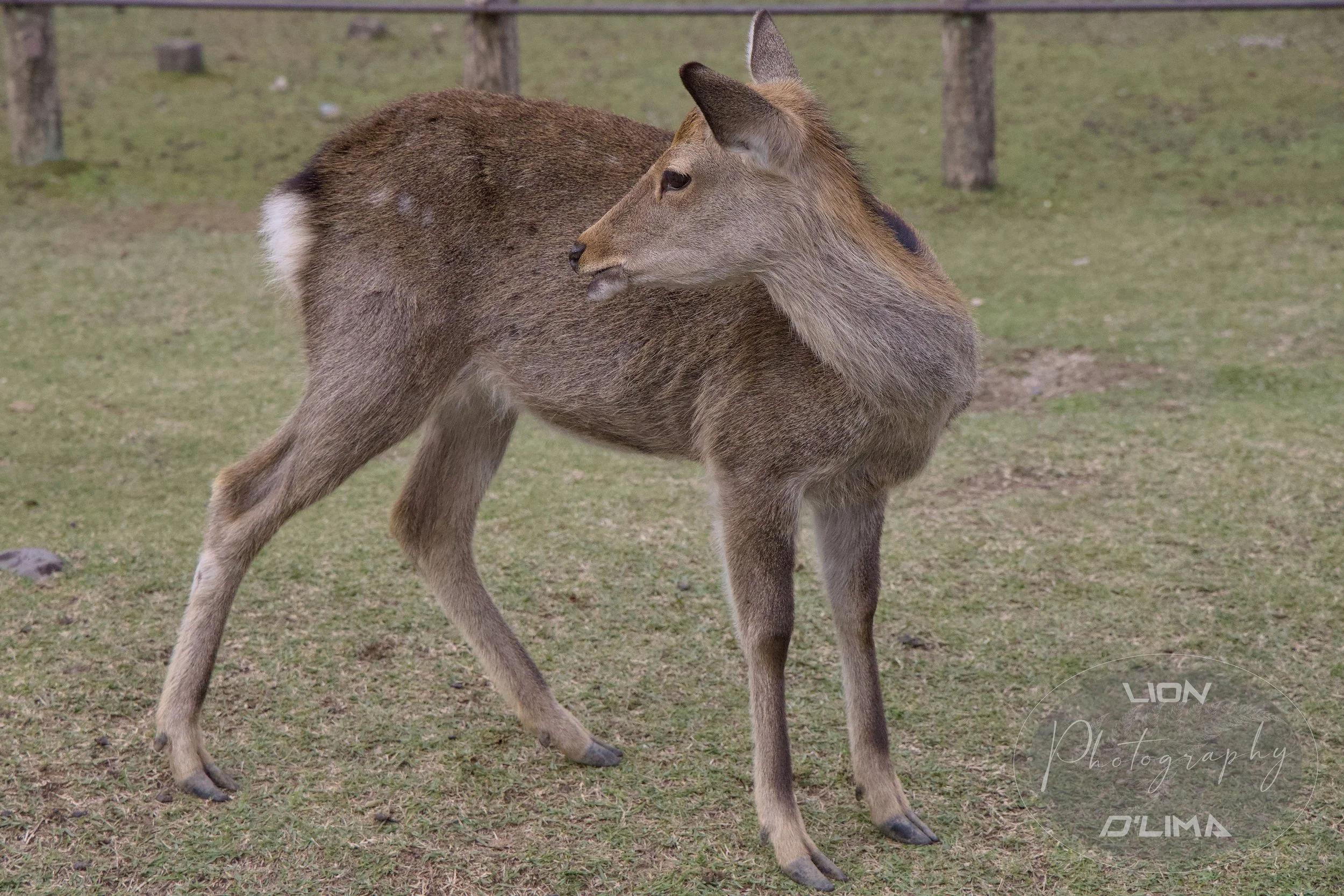 Symbolic Sika Deer at Nara - Japan