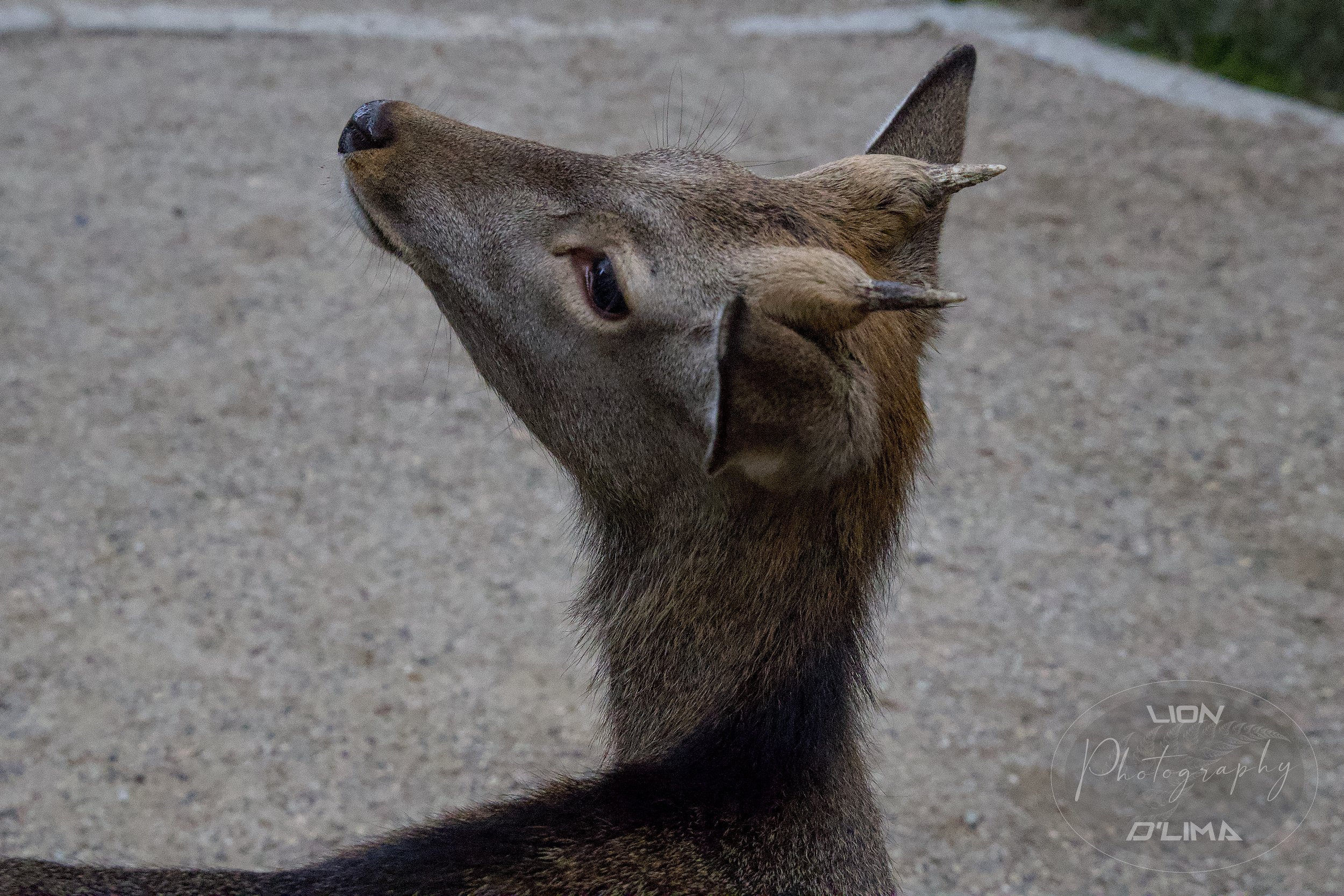 Sika Deer at Nara Park 