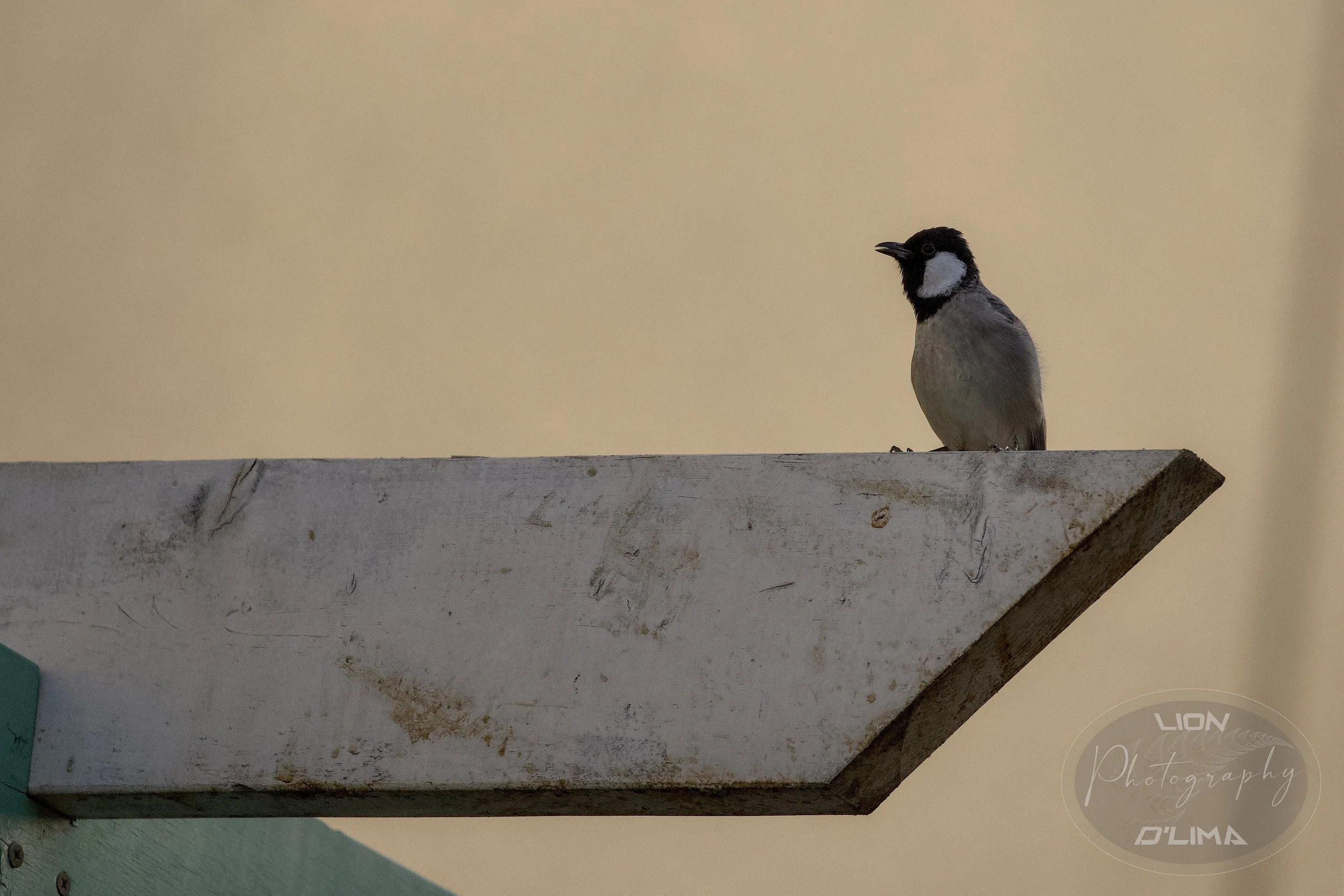 White-eared Bulbul - Meydan - Dubai