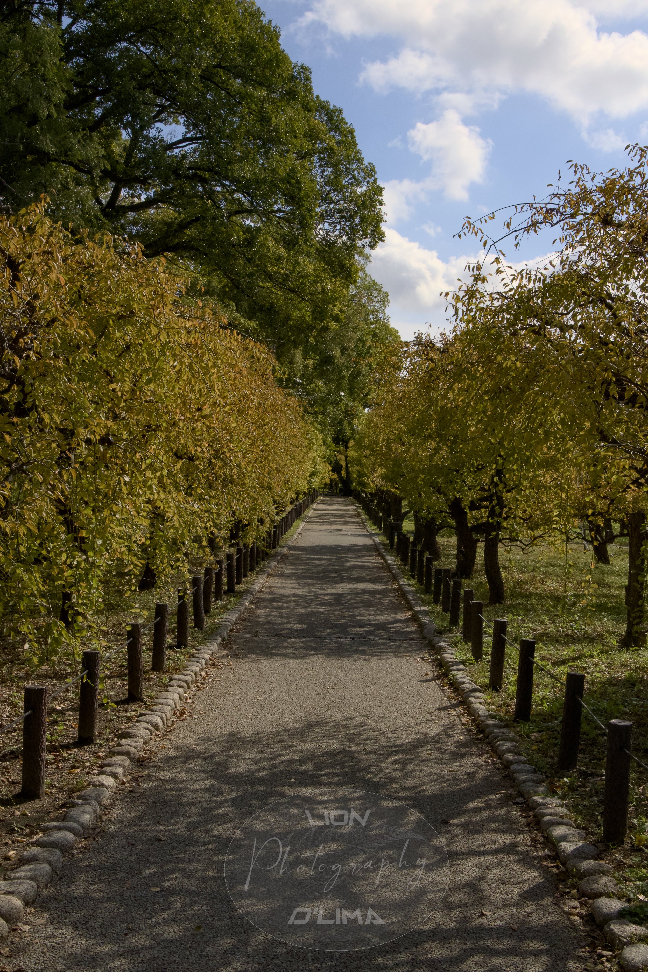 Beautiful trees surrounding Osaka Castle