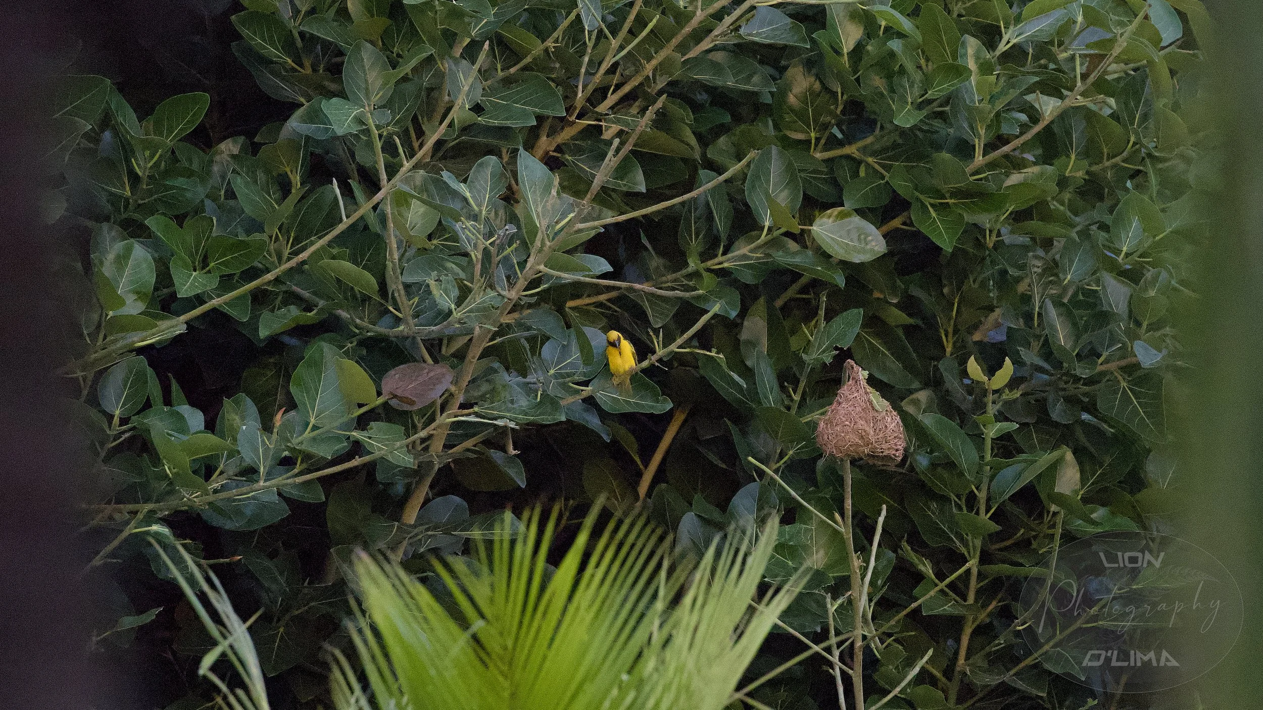 Beautiful bright yellow "Village Weaver” amongst the tropical greenery in Balaclava - Mauritius