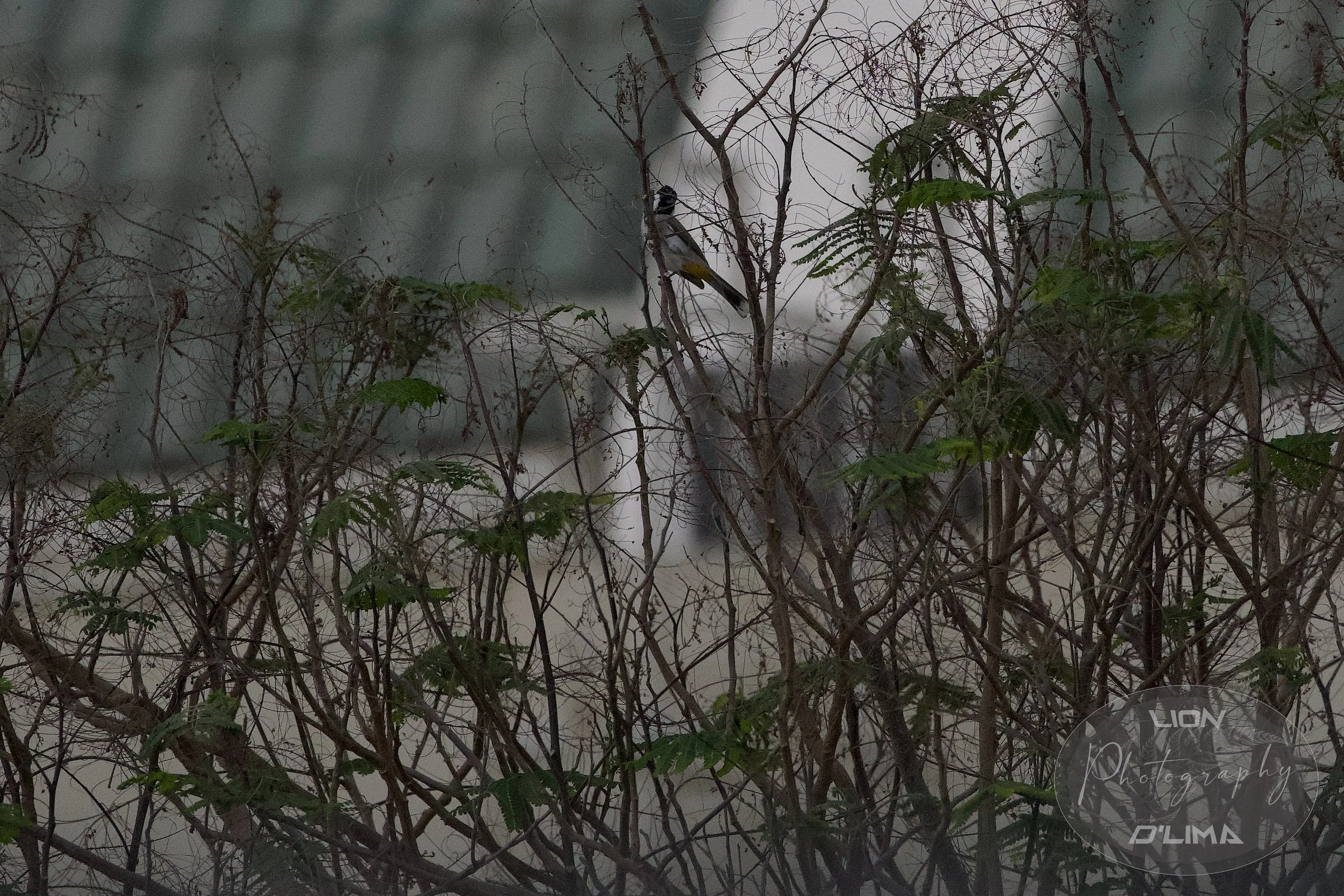 White-eared Bulbul - Meydan - Dubai