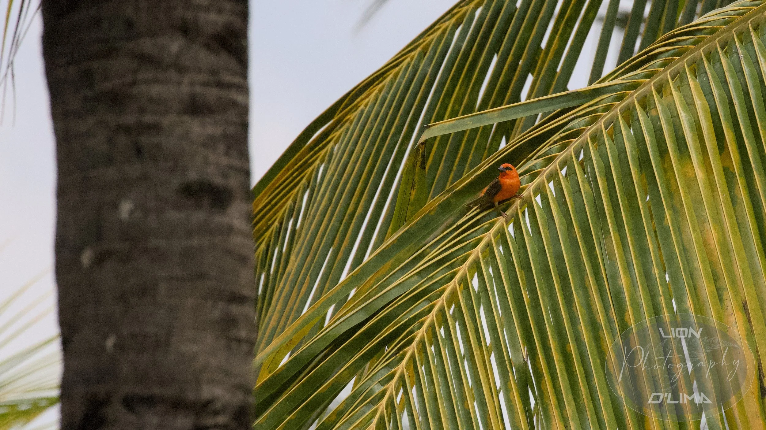Striking but tiny Red Carnival Fody relaxing on a palm leaf - Mauritius