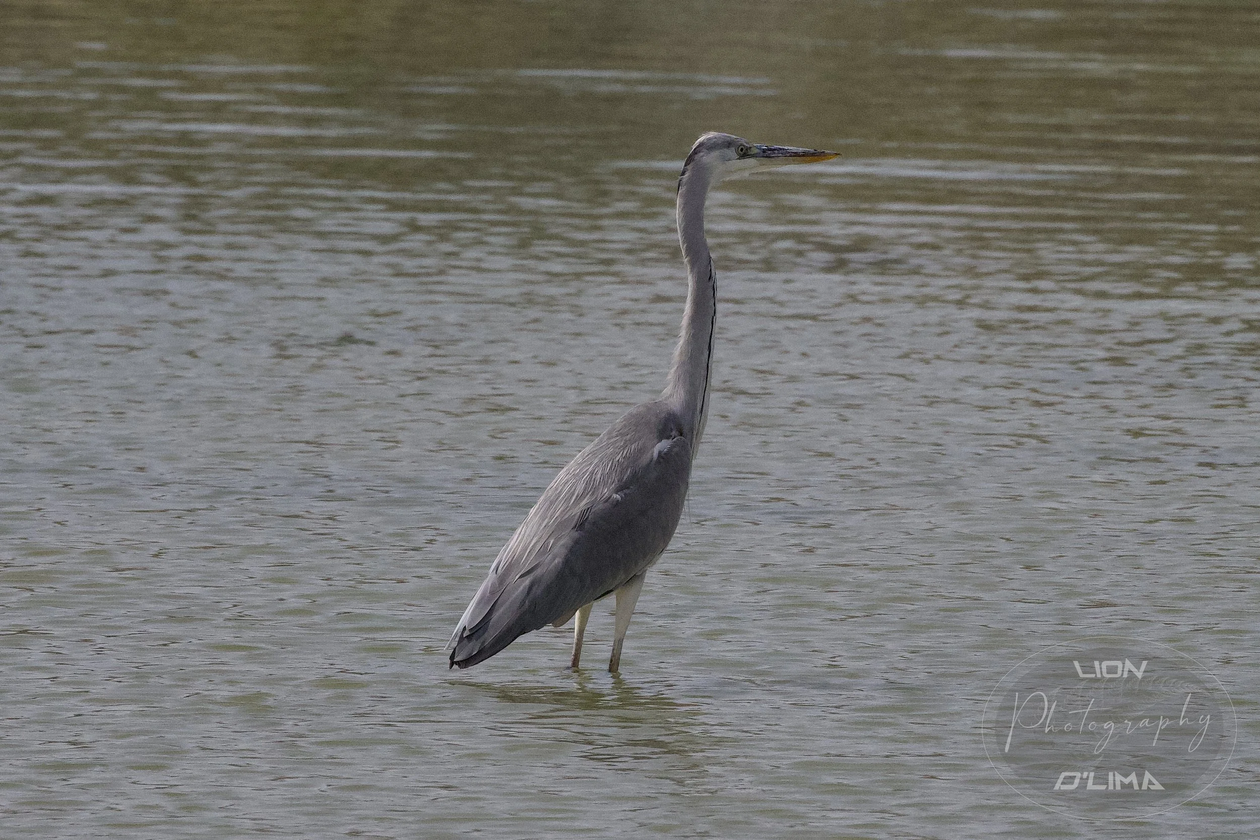 Grey Heron at Love Lake - UAE