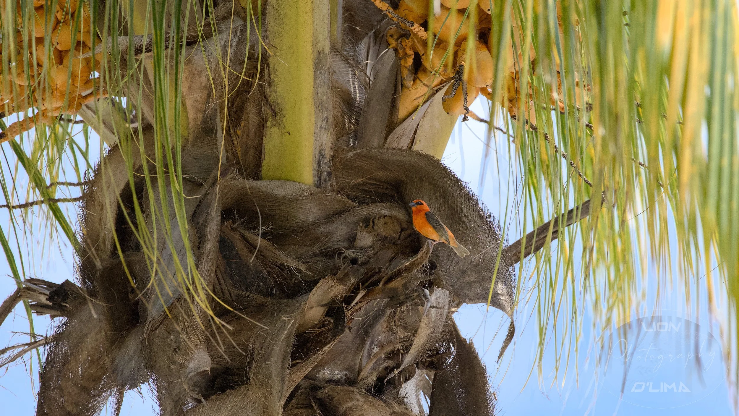 Red Carnival Fody resting in the palm - Mauritius
