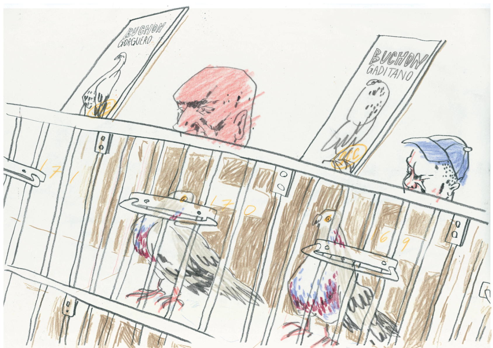 In rural Scottish towns, pigeon breeders and "fanciers" put their birds on display. They're judged on a range of criteria from their feather's "oils" to their sense of balance. The winners are awarded medals.