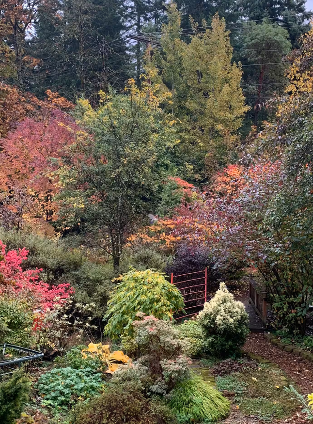 Cabin Backyard Trees.png
