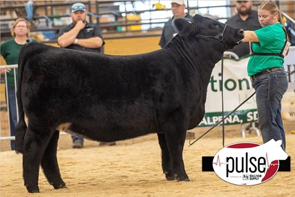  Jovie Wirt  
Champion Breeding Heifer  
2025 Turner County Fair 
Class Winner 
2025 South Dakota Summer Spotlight 
Bred by Reimann