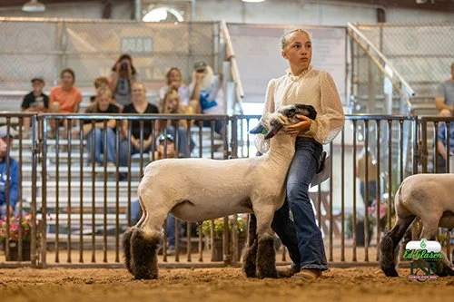   Elizabeth Garlington  
Reserve Champion Lightweight 
Reserve Jr. Showman 
El Paso County Fair 
Bred by Kitchen Show Lambs