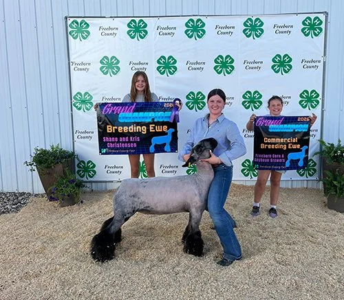  Kinley Adams  
Grand Champion Breeding Ewe 
2026 Freeborn County 4-H Show 
Bred by Nelson Show Lambs