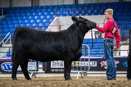  Kelan Hintz  
Champion Chi Influence 
2026 North Dakota State Fair Jr Show 
Bred by MJP