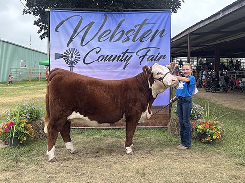  Quinn Beam  
Champion Hereford Heifer 
2026 Webster County Fair 
Bred by MCM Polled Herefords
