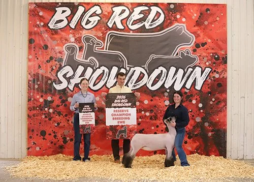  Lexi McCaffree  
Reserve Champion Breeding Ewe 
2026 Big Red Showdown 
Bred by Hassebrook Show Lambs