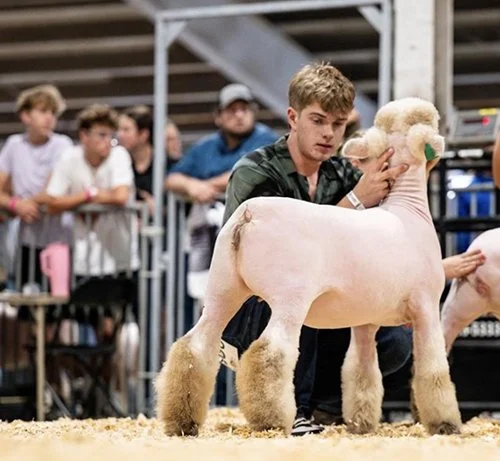  Elliot Ornes  
Champion Bred & Owned Southdown Ewe 
2026 Wisconsin State Fair 
Bred by Briar Oak Showstock