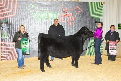  Morgan Hilger  
3rd Overall April Heifer 
2026 Simmental Jr Nationals 
Bred by Sandbox Farms