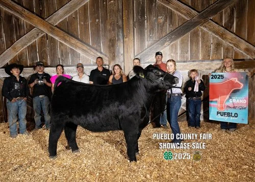  Ashlynn Dionisio  
Reserve Champion Market Steer 
2025 Pueblo County Fair 
Bred by Pratt Show Cattle 