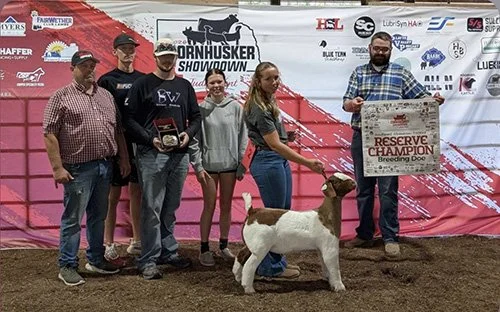  Braellen Wieckhorst  
Reserve Champion Breeding Doe 
2026 Cornhusker Showdown 
Bred by Shultz Family Show Goats