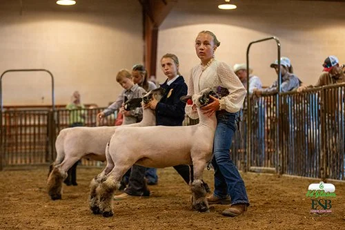   Elizabeth Garlington  
Reserve Champion Middleweight 
El Paso County Fair 
Bred by Musick Show Lambs