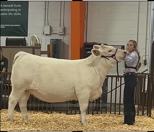  Ashlynn Dionisio  
Reserve Champion Heifer 
2025 Pueblo County Fair 
Bred by Pratt Show Cattle 