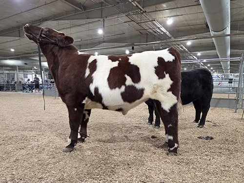  Connor Paitz  
Champion Rate of Gain Market Steer 
2026 Lancaster County Fair 