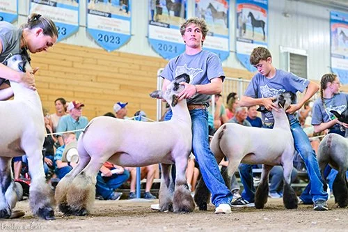  Landon Marthaler  
5th Overall Wether Dam 
2026 Minnesota State Fair 
Bred by N&H