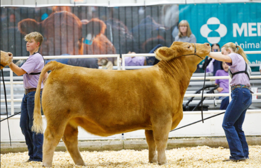   Marly Cramer   
Class Winning Commercial Heifer 
2025 Kansas Junior Livestock Show 
Bred by Conine