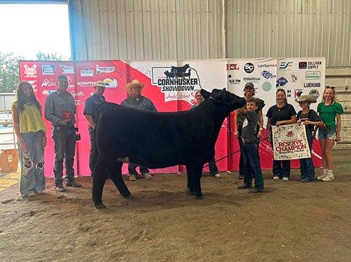  Quade Chromy  
Reserve Champion Breeding Beef 
2026 Cornhusker River Showdown 
Bred by Schrag/Nikkel