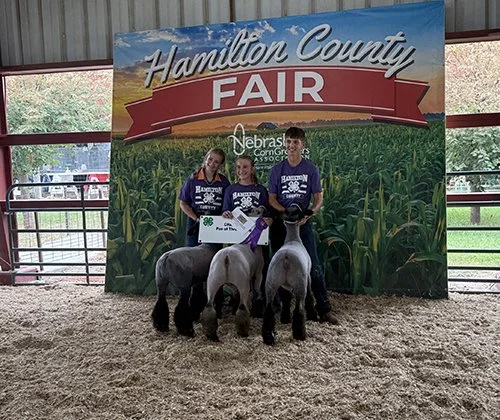  Brennyn Mickey  
Champion FFA Breeding Lamb  
Champion 4-H Market Lamb 
Champion FFA Market Lamb 
Champion Pen of Three 
2026 Hamilton County Fair 
Bred by Wert Show Lambs